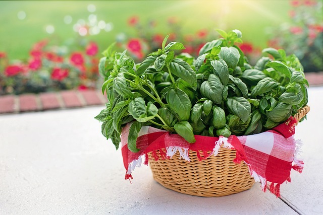 Kitchen herb starter kit with basil parsley coriander chives and mint growing in biodegradable pots on an Irish windowsill