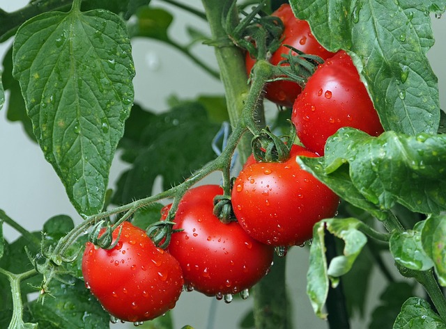 Ripe red cherry tomatoes on the vine alongside fresh herbs and salad greens ready for harvesting at home