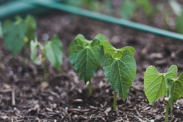 Tiny green sprouts emerging from soil in small growing pots
