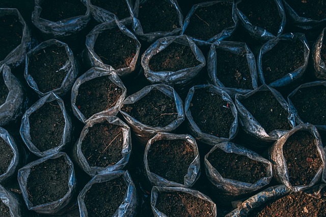 Seeds being planted in small biodegradable pots filled with dark organic compost