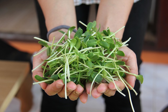 Microgreens starter kit with sprouting trays of radish broccoli and sunflower microgreens on a kitchen counter